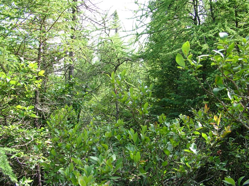 Black spruce - tamarack peatland woodland